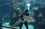 水族馆的一位工作人员正在清理水池玻璃,一头呆萌可爱的豹纹鲨游了过来,求抱抱还要摸肚皮才可以
